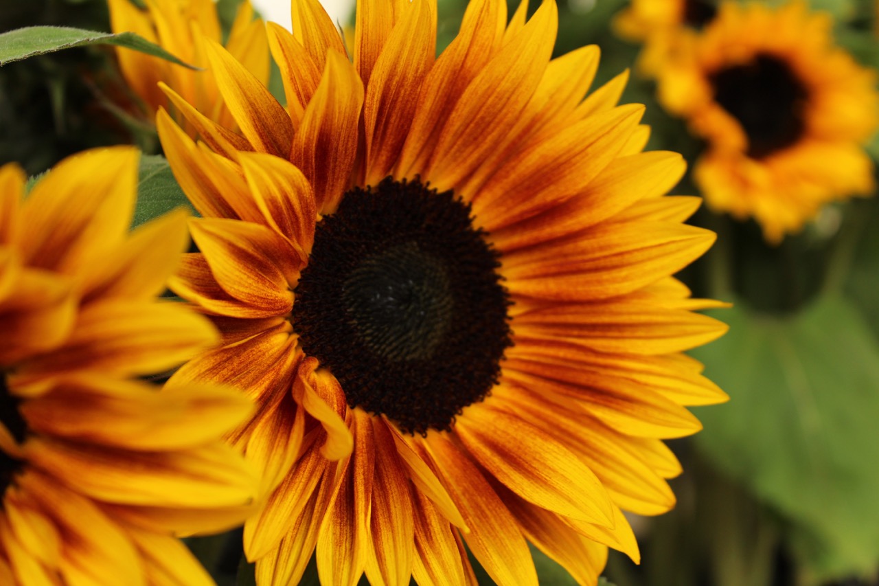 De zonnebloem handige weetjes & tips Alle Zaden Kopen Alle Zaden Kopen De zonnebloem handige weetjes & tips Alle Zaden Kopen Alle Zaden Kopen